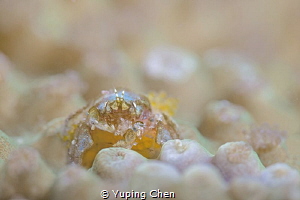 Tiny crab (with eggs)/Anilao,Philippine/Canon 5D MarkIII,... by Yuping Chen 